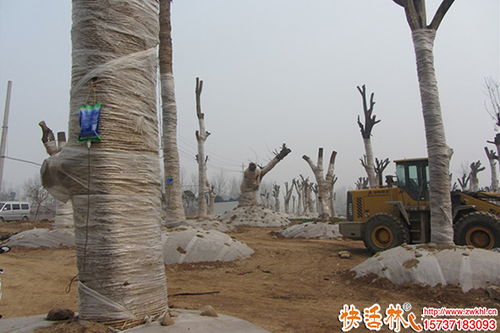 大樹(shù)移栽如何提高成活率 綠化工程的關(guān)鍵技術(shù)與措施