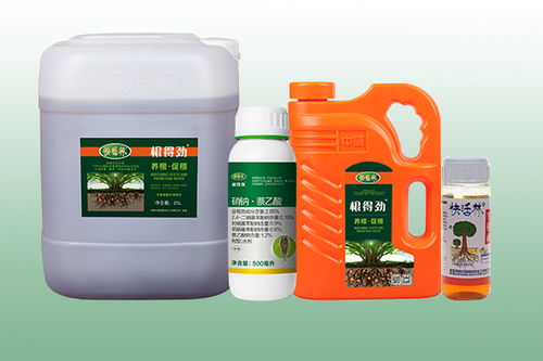 桂花樹(shù)的養(yǎng)護(hù)與施肥指南 助力綠化工程中茁壯成長(zhǎng)