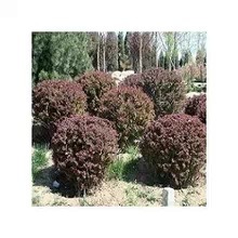 供應(yīng)優(yōu)質(zhì)紅葉小檗球 工程綠化理想之選，冠幅60-80厘米基地直銷